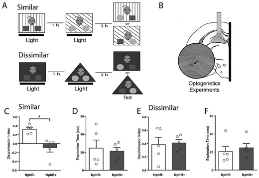 Encoding of overlapping contextual memories requires somatostatin cells in the DG. (A) Schematic representation of the two versions of the object-in-context behavioral test used to assess context discrimination. (B) Anatomical representation of the hippocampus locations targeted during optogenetic experiments. Black arrow indicates the location of fibber tip. Histological verification was performed with cresyl violet staining. Optogenetic experiments were performed in either transgenic mice expressing functional halorhodopsin (NpHR+) or control mice lacking functional halorhodopsin (NpHR-) optically stimulated (5 s-pulse every 15 s, 15 mW) during both training sessions. DI accumulated over the entire behavioral test (5 min) for animals during optogenetic probing for both versions of the behavioral test, similar (C) and dissimilar (E). Note a significant effect only in the similar condition. Total exploration time accumulated over the entire behavioral test (5 min) for both versions of the behavioral test was not affected (D, F). Data are represented as population mean ± SEM and individual animals (circles). Unpaired Student’s t-test; 2C, *P = 0.005; 2D, P = 0.75; 2E, P = 0.84; 2F, P = 0.63