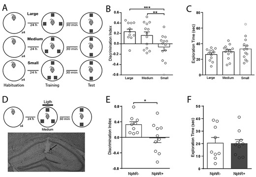 DG somatostatin cells regulate the encoding of spatial recognition memory. (A) Schematic representation of the spontaneous location recognition test used in three versions (large = 180°, medium = 120°, and small = 50° separation) to assess spatial memory. Note that angular distance between B and C objects change in training. (B) DI accumulated over the entire behavioral test (5 min) for animals performing the three different versions. Note that only the small separation is not discriminated. One-way ANOVA, P = 0.0057; Tukey post-hoc test; **P = 0.039; ***P = 0.006. (C) Total exploration time of test objects accumulated over the entire session for every version of the test, One-way ANOVA, P = 0.26. (D) Schematic representation of the medium version of the spontaneous location recognition test combined with optogenetic stimulations (blue line; 5 s-pulse every 15 s, 15 mW) delivered during training. Bottom, coronal Nissl-stained coronal hippocampus section showing the track of the chronically implanted optic fiber (arrow). (E) DI accumulated over the entire behavioral test for animals performing the intermediate version of the spontaneous location recognition test combined with optogenetic stimulation. Unpaired Student’s t-test; *P = 0.03. (F) Total exploration time of test objects accumulated over the complete session. Unpaired Student’s t-test; P = 0.94.