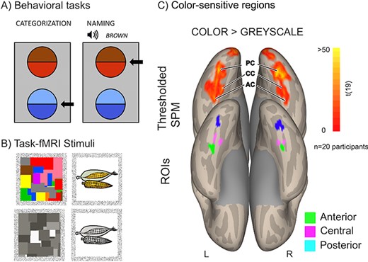 Behavioral assessment and task fMRI. (A) Example displays in the color categorization and color naming tasks. Arrows indicate correct responses. (B) Example stimuli in the task fMRI localizer experiment. (C) Color-sensitive regions defined with a contrast of color versus gray scale. Top row: SPM map thresholded at P = 0.001 voxelwise and P = 0.05 clusterwise (with nonparametric 3DClustSim correction). Bottom row: ROIs.