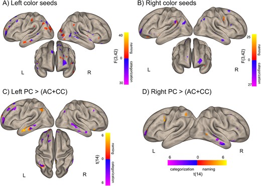 Distinct networks for color categorization and color naming. (A,B) Brain regions where the connectivity (bivariate correlation coefficients) to at least one of the left (A) or right (B) color seeds correlated with color naming (red-yellow) or categorization (blue-purple) RTs (F test, see Materials and Methods section). (C,D) Brain areas where correlation with naming or categorization RT is stronger for the PC seeds than for the AC and CC seeds in the left (C) and right (D) hemisphere. Voxelwise thresholds: (A,B) 0.01 (C,D) 0.005; nonparametric clusterwise threshold: P < 0.05 uncorrected.
