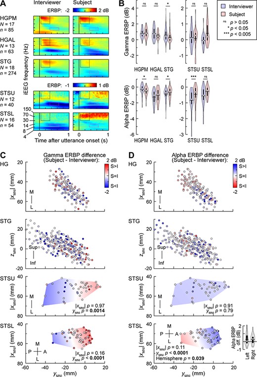 Activity in auditory cortex and STS during dialog-based testing. (A) Time–frequency plots of responses to the initial portions of the interviewer’s and subject’s utterances, averaged across all recording sites in each of the five ROIs. Dotted rectangles denote the time window used for the quantitative analyses of gamma and alpha ERBP (black: 50–350 ms, 30–150 Hz; magenta: 350–650 ms, 8–14 Hz). Different ERBP scales are used for auditory cortex and STS to better visualize the smaller responses in STSU and STSL. (B) Distribution of response magnitudes across sites in each ROI, elicited by interviewer’s and subject’s utterances (blue and red violin plots, respectively). Statistical significance of differences was established using LME models with utterance type (interviewer or subject) or ROI as the fixed effect and subject as the random effect. Different y-scales are used for auditory cortex and STS to better visualize the smaller responses in STSU and STSL. (C) Distribution of gamma talker bias values (difference between ERBP responses to subject’s and interviewer’s utterances) across HG, STG, STSU, and STSL. Locations of recording sites from all subjects are plotted in MNI coordinate space, color-coded by gamma ERBP difference (red indicates larger responses to subject’s own speech over the interviewer’s). LME model predictions for STSU and STSL are plotted as color gradient areas. P-values correspond to the fixed effects of |XMNI| and YMNI coordinates. XMNI coordinates of sites in the left hemisphere were multiplied by (−1) to map them onto the right-hemisphere common space. (D) Distribution of gamma talker bias values (difference between ERBP responses to subject’s and interviewer’s utterances) across HG, STG, STSU, and STSL. Violin plot inset in the bottom panel compares alpha talker bias between left and right STSL sites (circle denotes the median, horizontal line denotes the mean, bar denotes Q1 and Q3, and whiskers show the range of lower and higher adjacent values).