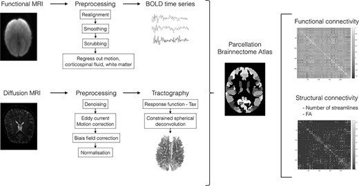 Flowchart summarizing the computation and analysis of functional and structural brain connectivity. Briefly, fMRI BOLD time courses/DWI fiber pathways were extracted, both data were parcellated using the Brainnetome atlas. Individual connectivity matrices were generated by computing pairwise functional connectivity (i.e., Pearson’s correlations) between regional timeseries and structural connectivity (i.e., number of streamlines and mean FA) between brain regions.