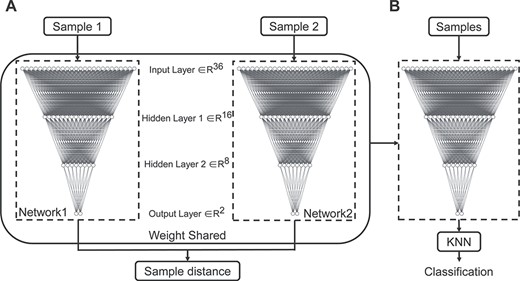 The Siamese network architecture and Siamese-KNN classifier. (A) The Siamese network architecture, which was made up of two BP networks with identical architecture and weights. The inputs to this network are two samples, and the output is the distance between two input samples in target space. (B) The Siamese-KNN classifier used in this study. The subnetwork in the trained Siamese network and KNN classifier was cascaded as the final classifier. Abbreviation: KNN, K-nearest neighbor.