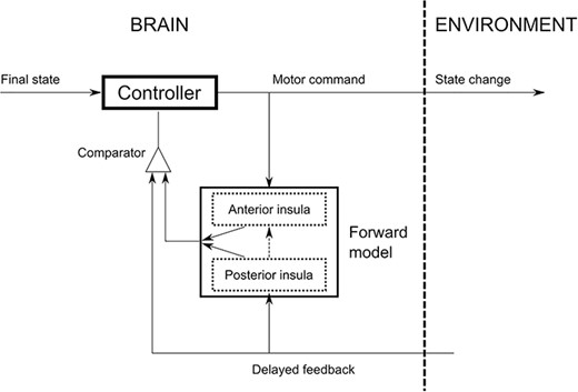 Conceptual sketch illustrating the different roles of the posterior and anterior insula in internal models, with respect to the specific processing of gravity.