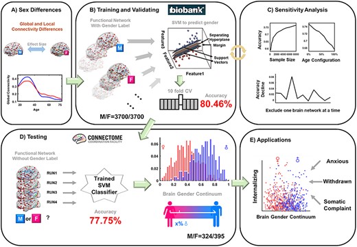 Study overview. (A) Both global and local brain functional connectivity were compared between 2 sex groups in different age groups; (B) based on the brain functional connectivity, a linear SVM to classify the female and the male brains was trained using the UKB sample with 10-fold cross-validation; (C) the effects of the sample size, the age composition and the functional networks on the SVM performance were assessed by sensitivity analyses; (D) the SVM model was tested using an independent sample from the HCP, and the test–retest reliability of the SVM prediction was also assessed among the 4 runs of the HCP data. A brain gender continuum was built by using the continuous output of the SVM classifier, with a value closer to 1 as more likely to be a male brain while a value closer to 0 as more likely to be a female brain; (E) the brain gender continuum was applied to the HCP participants and its associations with the internalizing and externalizing symptoms were assessed.