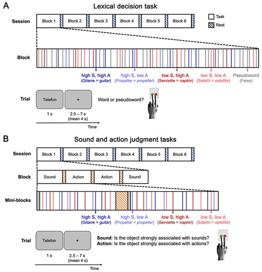 Experimental procedure. In two fMRI sessions, participants performed a lexical decision task (A), and sound and action judgment tasks (B). Trials for the four word types high sound–high action (dark blue), high sound–low action (light blue), low sound–high action (dark red), and low sound–low action (light red) were presented in random order within six blocks (64 trials each). Blocks were separated by 20-s rest periods (blue-striped bars). Sound and action judgment tasks were performed in mini-blocks of 16 trials, separated by 12-s rest periods (orange-striped bars). On each trial, a word was shown for 1 s, followed by an intertrial interval (fixation cross) of 2.5-7 s. Participants responded via button press.