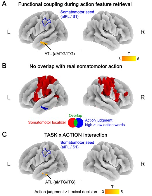 (A) Functional coupling with the somatomotor seed (left aIPL/S1) during action feature retrieval (action judgments: high > low action words). (B) No overlap between functional coupling with the somatomotor seed during action feature retrieval (blue) and activation for the somatomotor localizer (red; hand movements > rest). (C) TASK × ACTION interaction in functional coupling with the somatomotor seed, reflecting a stronger coupling increase for action features (high vs. low action words) during action judgments than lexical decisions. All statistical maps were thresholded at a voxel-wise P < 0.001 and a cluster-wise P < 0.05 FWE-corrected.