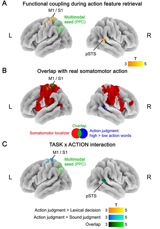 (A) Functional coupling with the multimodal seed (left PPC) during action feature retrieval (action judgments: high > low action words). (B) Overlap (green) between functional coupling with the multimodal seed during action feature retrieval (blue) and activation for the somatomotor localizer (red; hand movements > rest). (C) TASK × ACTION interaction in functional coupling with the multimodal seed, reflecting a stronger coupling increase for action features (high vs. low action words) during action judgments than during lexical decisions (yellow), sound judgments (blue), or both (green). All statistical maps were thresholded at a voxel-wise P < 0.001 and a cluster-wise P < 0.05 FWE-corrected.