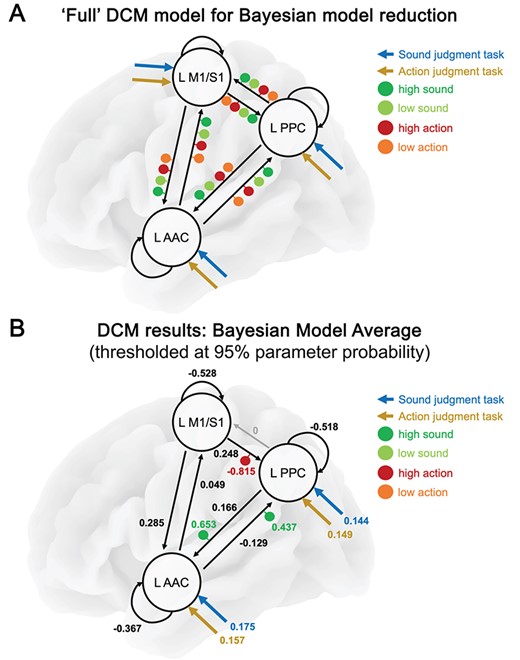 (A) The “full” DCM model that served as starting point for Bayesian model reduction. Black arrows represent intrinsic (i.e., task-independent) connections, colored arrows denote driving inputs (tasks), and colored dots represent modulatory inputs (word types). (B) The resulting BMA thresholded at 95% parameter probability. Driving and between-region parameters are in units of Hz. Modulatory parameters in- or decrease between-region parameters in an additive manner.