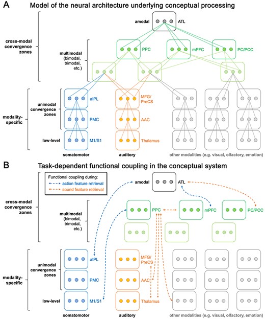 (A) A novel model of the neural architecture underlying conceptual processing. Low-level modality-specific representations converge onto more abstract modality-specific representations in unimodal convergence zones. Multimodal convergence zones integrate information across modalities, while retaining modality-specific information. Finally, amodal areas completely abstract away from modality-specific content. Boxes represent brain regions and connected dots represent individual representational units that converge onto a more abstract representation at a higher level. (B) Task-dependent functional coupling during action and sound feature retrieval. Functional coupling in the conceptual system is extensive and flexible. Modality-specific regions selectively come into play when the knowledge they represent is task-relevant. Multimodal PPC dynamically adapts its connectivity profile to task-relevant modality-specific nodes. Amodal ATL mainly interacts with other high-level cross-modal convergence zones in a task-dependent fashion.