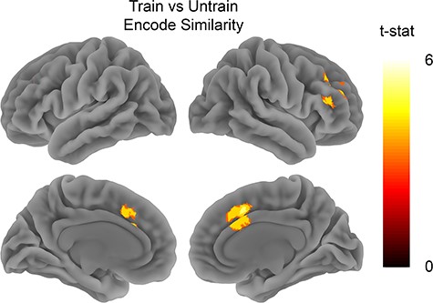 Train versus untrain encode similarity. Analysis tested for areas showing higher spatial pattern similarity for clips from the trained show when compared with the untrained show during encoding. Map is thresholded at FWE P < 0.05 with voxel threshold of P < 0.001.