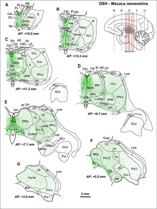 Maps from coronal sections of M. nemestrina depicting the distribution of NA axons (green) revealed by DβH immunohistochemistry, in representative stereotaxic AP levels. In the upper right corner, there is a scheme of a medial sagittal view of a hemisphere, modified from Olszewski (1952), where the thalamus is highlighted in gray, and red lines represent the AP levels shown in the maps. DβH-ir axons are present in all thalamic nuclei, but highly heterogeneously distributed, following a pattern similar to the one present in M. mulatta (Fig. 3). Note the dense innervation in midline nuclei (A–E), intralaminar nuclei (C–E) (particularly Pcn and Pf), Li, Sg (F), and in MDm (C,D). A moderate innervation is present in ventral motor nuclei, with higher densities in VAvm and X (A–C). A very low innervation is present in the GLd nucleus (C–E), where only some axons are identifiable. A moderate innervation is present in the somatosensory relay nuclei VPM and VPLc (C–E), as well as in the auditory relay nucleus GM (E,F). A heterogeneous innervation is present in the pulvinar complex (E–G). In R, NA axons are present mostly in its anterior and dorsal regions (A–E); note that ventral R regions in D-G are virtually devoid of NA innervation. The AP stereotaxic level is indicated for each section, and the calibration bar applies to all the maps in the Figure. See list of Abbreviations for identification of each thalamic nucleus.