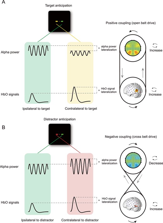 Schematic of the positive alpha-HbO coupling for T-only cueing trials (A) and negative alpha-HbO coupling for D-only cueing trials (B). Two distinct coupling mechanisms in terms of the coupling directionality between lateralized alpha power and lateralized HbO signals are identified as 2 drive systems: An open belt drive for target anticipation and a cross belt drive for distractor anticipation. The 2 systems explain how the neurovascular coupling reacts differently to the target and distractor anticipation.