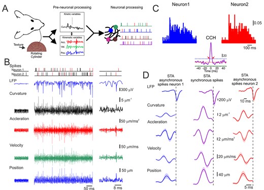 Cortical neuronal responses to tactile stimuli are composed of intermingled synchronous and asynchronized spikes. (A) Experimental paradigm. The methodology we used to investigate the vibration signals transmitted by the whiskers. The rotation of a texture-covered cylinder induced whisker vibrations. The cylinder surface was oriented so that the whisker rested on it and remained in contact during the entire whisk trajectory (left panel). We extracted whisker motion’s kinematic and kinetic characteristics (middle panel) and related them to the neuronal population activity (right panel). (B) An example of whisker motion, LFP, and spike discharge in two neurons in response to the P220 texture. The various kinematic and kinetic variables are shown in the different rows (middle panels). The left panels showed the responses when the wheel was not moving, whereas the right panel depicts a portion of the responses at a larger magnification. The spikes marked in red are synchronous. (C) Peristimulus time histogram (PSTH) and cross-correlation histogram (CCH) for the neurons in (B). The dashed horizontal line in the CCH indicates the significance level (see Methods section and Supplementary Fig. S2). The scale bar for the PSTH represents the probability of firing for a 1-ms bin. The red arrows indicate the boundaries of the time window for significant correlation. The scale bar for the CCH represents the number of spikes for a 1-ms bin. (D) STA of whisker motion and LFP for synchronous (middle panels) and asynchronous spikes (left and right panels).