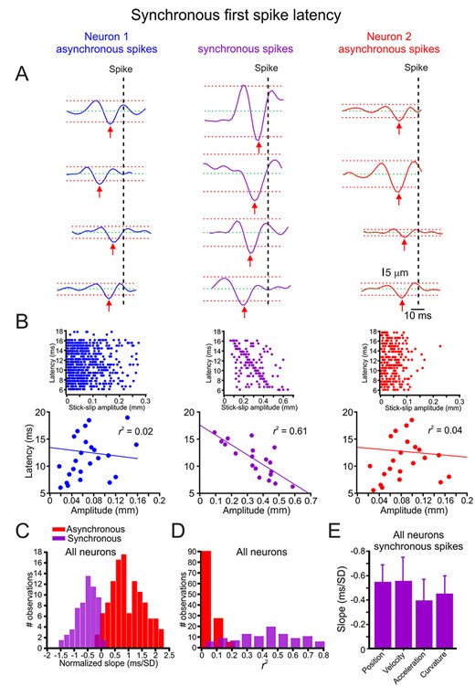 Synchronous spikes convey SSE amplitude in their spike latency. (A) Spike latency from its underlying SSE (red arrow to vertical dashed line) for synchronous (middle panels) and asynchronous spikes (left and right panels); the dashed green and red horizontal lines indicate mean ± 3 SD of each trace, respectively. (B) The relationship between SSE amplitude and spike latency in synchronous (middle panels) and asynchronous spikes (left and right panels). The upper panels show all spikes in the session, whereas the lower panels show the relationship after averaging all points within 1-ms bins. The line is the linear regression fit of the data. (C) Distribution of the normalized linear regression fit slopes for the relationships between SSE amplitude and spike latency for synchronous (purple) and asynchronous (red) spikes in all neurons. (D) Distribution of the r2 values of the linear regression fit slopes for the relationships between SSE amplitude and spike latency in all neurons. (E) The mean and SD of fit slopes for the relationship between all neurons’ different whisker motion features and synchronized spike response latency.