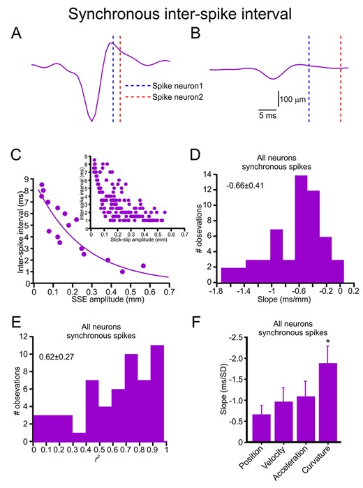 Synchronous spikes convey SSE amplitude in their interneuronal ISI. (A, B) Two examples of the dependence of synchronous spike interneuronal ISI on SSE amplitudes. (C) The relationship between SSE amplitude and interneuronal ISI. The upper panels show all spikes in the session, whereas the lower panels show the relationship after averaging all points within 1-ms bins. The line is the exponential decay fit of the data. (D) Distribution of the exponential decay fit slopes for the relationships between SSE amplitude and synchronous spike interneuronal ISI in all neurons. (E) Distribution of the r2 values of the exponential decay fits for the relationships between SSE amplitude and interneuronal ISI in all neurons. (F) The mean and SD for exponential decay fit slopes for the relationship between the various SSE features and interneuronal ISI in all synchronized neurons.