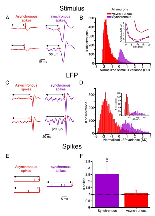 Synchronous spikes are dependent on stimulus and response history. (A) Two examples of the variance preceding SSE result in asynchronous (red traces, left) and synchronous spikes (purple traces, right). (B) Normalized stimulus variance (SD) distribution preceding SSE that resulted in asynchronous and synchronous spikes in all neurons. The inset shows the stimulus’s autocorrelation function preceding synchronous and asynchronized spikes (the smaller traces show the normalized function, which indicates that the two functions are identical in respect to their temporal structure). (C) Two examples of LFP variance preceding the LFP response that resulted in asynchronous (red traces, left) and synchronous spikes (purple traces, right). (D) Distribution of normalized LFP variance (SD) preceding the LFP response that resulted in asynchronous and synchronous spikes in all neurons. (E) The neuronal discharge precedes asynchronous (red traces, left) and synchronous spikes (purple traces, right). (F) Comparison of the number of spikes preceding asynchronous and synchronous spikes in all neurons.
