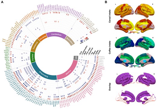 Correlations between GMV and different daily diets. A) Circular heatmap of correlations between GMVs of 166 brain regions from AAL3 (the outer layer) and different diets (along radius). As indicated by the color bar, positive correlations were highlighted in red while negative correlations were highlighted in blue. The inner layer indicates the lobes that brain regions belong to. B) Brain regions with significant correlations between their GMVs and the intake of cereal (upper) and coffee (middle), as well as the overlapped significant regions (bottom). SM, sensorimotor.