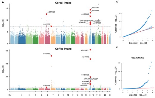 Results of GWAS of the intake of cereal and coffee. A) Manhattan plots of the GWAS results for cereal (upper) and coffee (bottom) intake. The genome-wide significance level was indicated by gray lines (i.e. P-value = 5E−08). Variants with significant associations for both cereal and coffee intake were highlighted as red dots. B) QQ-plots for the GWAS of cereal intake. C) QQ-plots for the GWAS of coffee intake. The corresponding genomic inflation factors were 1.256 (cereal intake) and 1.201 (coffee intake). Please be noted that the inflations of both QQ-plots were not due to unknown population stratifications, which was confirmed by the corresponding LD regression with intercepts estimated as 1.013 (cereal intake) and 1.005 (coffee intake).