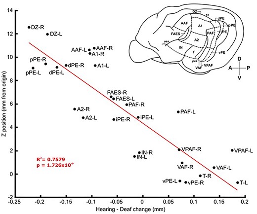 Thickness change versus vertical position of auditory ROIs in the brain. Thickness change was calculated as mean thickness of each ROI in the hearing group minus mean thickness in the deaf group. A linear line of best fit with properties R2 = 0.7579, P = 1.726 × 10−9 shows that the more dorsal in the brain a region is the more likely that it is thicker in the deaf group and vice versa. Image in top right is a lateral view of the left hemisphere of the cat brain with auditory regions labeled. For all full ROI names, refer to the list of abbreviations provided. L or R at the end of each abbreviation indicates left or right hemisphere, respectively.