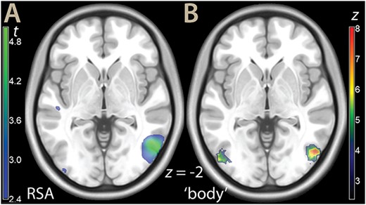 A) Parametric t map of the RSA analysis for hands/feet (illustration threshold P < 0.01), overlaid on a template brain. B) Neurosynth rendering for the term “body,” association test FDR P < 0.01.