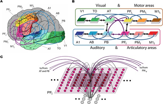 Model structure and connectivity. A) The structure and connectivity of the 12 network areas are shown, with the perisylvian articulatory-phonological system in red/pink colors, including primary motor cortex (M1i), premotor cortex (PMi), and inferior prefrontal cortex (PFi), and the acoustic phonological system in blue, including the primary auditory cortex (A1), auditory belt (AB), and parabelt (PB). Extrasylvian regions include the dorsolateral hand-motor system in yellow/brown, consisting of the lateral prefrontal (PFL), premotor (PML), and primary motor (M1L) cortex, as well as the ventral visual stream in green, including the anterior temporal (AT), temporo-occipital (TO), and primary visual (V1) areas. Numbers refer to Brodmann areas and arrows between areas represent long distance cortico-cortical connections. B) Schematic of the areas and their connectivity structure. C) Micro-connectivity structure of one modeled excitatory “cell,” labeled e. Gray lines arching upward represent within-area excitatory links that are limited to the local neighborhood (light shaded area). Purple lines arching upward capture between-area links. The underlying gray cells represent an inhibitory cell i, which inhibits neighbors proportional to the total input it receives from the neighborhood shaded in darker purple. Figure adapted from Tomasello et al. (2018).