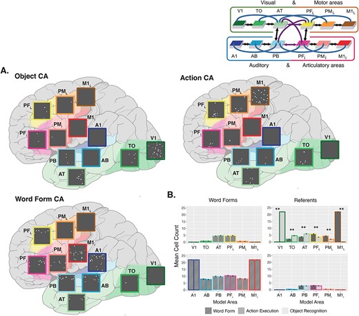 CAs formed prior to fast-mapping. A) CA examples. Each CA shows the cells belonging to it across the 12 areas, placed on a schematic illustration of the brain with the modeled cortical areas highlighted and color-coded. The color mapping between network areas and brain regions is shown in the schematic in the top right corner. Active cells are depicted as white dots in each gray area. Top-left is an example of the representation of a visual object referent. Top-right is an example of the correlates of a manual action execution. Bottom-left is an example of a phonological word form representation. B) Mean cell counts per area. CA cell counts shown in each area for word forms and referents averaged across 20 networks. Error bars depict standard error (SE). The colored outline of the bars maps them to their respective brain region. Cell counts for the object representations are shown in light gray and cell counts for action representations are shown in darker gray. Word form are later linked with either object or action representations and are split into separate bars on the basis of this future pairing, but the distinction is not meaningful at this point; hence, they all are depicted in gray with tilted stripes. In line with this, pairwise comparisons are only performed and shown for the referents. Depicted P-values have been Bonferroni-corrected. Asterisks illustrate significant differences between the number of neurons in CA circuits of object and action referents.