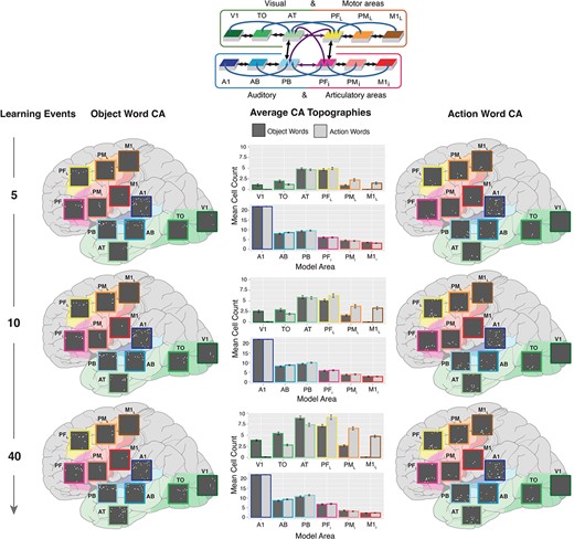 Interlinked cell assemblies for word forms and concepts (objects and actions) during fast-mapping. In the far-left and far-right columns, examples of CAs formation after 5 (top), 10 (middle), and 40 presentations (bottom) are shown. Each panel shows the cells activated by stimulating the auditory cortex, area A1 (dark blue), with one auditory word form pattern, which led to the activation of CAs spread across all 12 model areas. These activations are placed on a schematic illustration of the brain with the modeled cortical areas highlighted and color-coded. The color mapping between network areas and brain regions is shown in the schematic in the top-middle. Each gray box shows one simulated area of 625 excitatory cells, with active cells depicted as white dots. The three panels on the left show the CA development for an object word and those on the right that for an action word. Note the activity spreading into extrasylvian visual regions (AT, TO, and V1) for the object word and extrasylvian motor regions (PFL, PML, and M1L) for the action word, showing successful category-specific fast-mapping. In the middle column, the bar plots show the CA cell counts in each area for action (dark gray) and object (light gray) words, averaged across 20 networks and 3 CAs of each word type per network. This is shown after 5 (top), 10 (middle), and 40 (bottom) learning trials. Error bars depict SE. The colored outline of the bars maps them to their respective brain region.