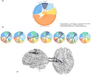 (a) PSI-based effective brain region network connectivity in the     band. ...
