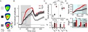 Grand averaged response in mice: Slower dynamics and decreased response in ...