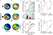 Evoked response in monkey: higher activation in the center for the grating ...