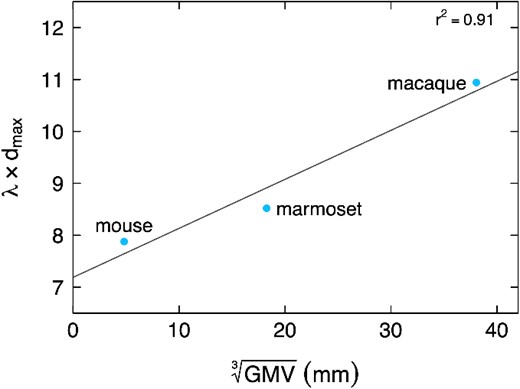 Normalized λ as a function of the cubic root of gray matter volume. The EDR exponential decay parameter λ, usually expressed in mm−1, is here multiplied by the maximal inter-areal distance (mm) of the atlas, rendering it dimensionless, and therefore comparable across species. This dimensionless λ increases with brain size, showing that the exponential decay of the EDR becomes sharper as brain size increases.