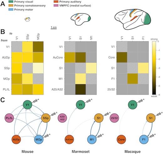 Primary sensory and motor areas become more disconnected from other primary cortical areas as brain size increases across species. (A) Lateral view drawings of mouse, marmoset and macaque brains, shown at the same scale. Colors indicate analogous primary areas across the three species for which connectivity data are available: green, visual; orange, somatosensory; blue, motor; red, auditory; and pink, ventromedial prefrontal cortex (not shown). Bar scale, 1 cm. (B) Reduced retrograde tract-tracing, inter-areal connectivity matrices for each species, resulting from injections in primary visual, somatosensory, and motor (columns), and showing 5 source areas (rows): V1, primary visual; AUDp/AUCore/Core, primary auditory; SSP/S1, primary somatosensory; mop/M1/F1, primary motor, PL/IL prelimbic/infralimbic (mouse) and its primate equivalent area 25/32. Each colored entry represents a connection from a row area to a column one. Connection weights are expressed in log10 scale, ranging 6 orders of magnitude, from dark brown (very weak) to bright yellow (very strong). Gray represents absent connections and hatched squares, self-connections. (C) Circular graph representation of connectivity data shown in (B), with color-coding from (A). Injected areas are depicted with needles. Arrow color intensity and width indicate weights: thin pale arrows: weak connections; thick dark blue arrows: strong connections.