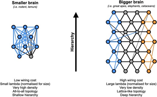 Effect of brain size on the topology of the inter-areal network. In smaller brains with lower wiring cost, an EDR-based brain with a smaller (normalized) λ parameter leads to an “all-to-all,” (near-) complete graph (i.e. very high density), as shown by retrograde tract tracing data. In such brains, information propagates from sensory primary areas to the entire network very quickly (blue connections), with little room available for hierarchical information processing or segregation of function. In bigger brains such as great apes, cetaceans, or elephants, the increased wiring cost leads to a larger (normalized) λ and a correspondingly sharper EDR. Density falls drastically (here chosen at 0.07 for illustration), leaving place to a much sparser network. We posit that, in such sparse network, we should expect a k-NN topology akin to a lattice, where each area is primarily connected to its direct neighbors and only a few longer-range connections otherwise remaining. There, information would spread gradually, from neighbor to neighbor, allowing both hierarchical processing and segregation of function (blue and orange connections). Intermediate size primate brains, such as marmosets or macaques, would fall in-between those two ends of the spectrum.