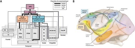 Examples of multimodal convergence and functional segregation in the macaque cortex. (A) Wiring diagram depicting inputs to perirhinal (areas 35 and 36) and parahippocampal cortices (areas TH and TF), which are major inputs to the entorhinal cortex (ERC), the main cortical entry point into the hippocampus (HPC). Inputs to the perirhinal and parahippocampal cortices are higher order association areas, and often polymodal. The perirhinal areas are more associated with feature-specific inputs and functions, while the parahippocampal areas are more associated with spatially related inputs and functions. Adapted from Suzuki and Amaral (2004). (B) The separation of sensory streams for spatial vs. feature information for both visual and auditory information continues into the PFC, terminating in dorsal (spatial) vs. ventral (feature) zones of the macaque dlPFC as conceived by Patricia Goldman-Rakic; adapted from a drawing by Mark S. Williams in (Arnsten 2003). Recent work suggests that auditory zones extend to the frontal pole and medial surface as well (Medalla and Barbas 2014).