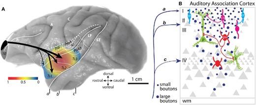 Frontopolar- “top-down” frontopolar projections to auditory association areas of the superior temporal gyrus. Area 10 axons terminate in a feedback pattern, with smaller frequent boutons in layer I and larger, sparser boutons in mid-to-deep layers. Terminations in layer I likely interact with disinhibitory inhibitory neurons (CR, calretinin), while in layer II to III, they interact more frequently with inhibitory neurons that target the apical dendrites (CB, calbindin) or pyramidal neurons; in mid-deep layers, they are more likely to target perisomatic inhibitory neurons (PV, parvalbumin). Adapted from Figs 4 and 5 of Medalla and Barbas (2014).
