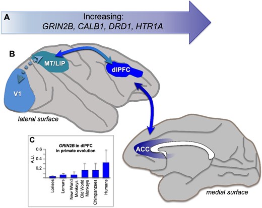 Molecular gradients aligned with the cortical hierarchy in primates. (A) As described in the text, research has shown increasing expression of GRIN2B, CALB1, DRD1, and HTR1A encoding the GluN2B subunit of the NMDAR that closes slowly and fluxes high levels of calcium, the calcium-binding protein, calbindin, the dopamine D1 receptor, and the serotonin 5HT1A receptor, respectively. GRIN2B (NMDAR-GluN2B) are essential to persistent dlPFC neuronal firing during working memory. (B) The cortical hierarchy across the dorsal stream with increasing timescales across regions, from V1 to MT, to LIP to dlPFC to ACC (anterior cingulate), areas often used to compare molecular expression levels. (C) The levels of GRIN2B expression in dlPFC increase across primate brain evolution, adapted from Muntané et al. (2015). Figure based on Murray et al. (2014); Burt et al. (2018); Arnsten et al. (2021); Froudist-Walsh et al. (2021); Froudist-Walsh et al. (2023).