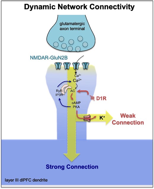 A working model of how dopamine actions at D1R in layer III of dlPFC may sculpt network inputs and refine the contents of working memory. Dopamine D1R are concentrated on dendritic spines in layer III dlPFC, often at extrasynaptic locations where they are colocalized with ion channels that weaken network connectivity, such as HCN-slack channels (Paspalas et al. 2013; Gamo et al. 2015; Wu et al. 2024). Thus, weaker (nonpreferred) inputs may be differentially gated out. Enhancement of lateral inhibition from PV interneurons may also contribute to the refinement of representations in working memory. Based on Vijayraghavan et al. (2007) and Arnsten et al. (2021).