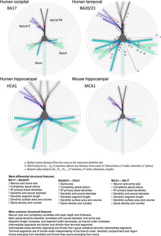 Schematic drawing of the main morphological differences shown in Table 2 (variables n° 1 to 30), including a) radial extent, b) Sholl analysis, and c) branch order analysis variables, in apical main (M), apical collateral (C), basal and axonal compartments, from human primary visual (BA17), human associative temporal (BA20/21), and human (HCA1) and mouse (MCA1) hippocampal CA1 neurons. Symbols: X → Y: from X to Y; ↑: increase; ↓: decrease; ≈: similar.