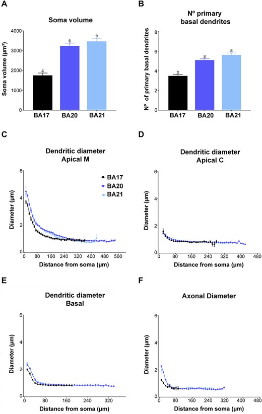 Graphs showing A) soma volume, B) the number of primary basal dendrites, C) diameter distribution as a function of the distance from soma for the main apical dendrites (apical M), D) apical collateral dendrites (apical C), E) basal dendrites, and F) axon from human BA17, BA20, and BA21 cortical areas. Measurements are reported as mean ± SEM. Additional graphs showing cell body cross-sectional area and surface area are shown in Supplementary Fig. 1. The statistical significance of the differences is shown in Supplementary Tables 1 and 2.