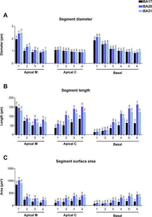 Graphs showing dendritic segment average A) diameter, B) length, and C) surface area, expressed per branch order (1, 2, 3, etc.) and per dendritic compartment: main apical dendrite (apical M), apical collateral dendrites (apical C), and basal arbor (basal) from human BA17, BA20, and BA21 cortical areas. Measurements are reported as mean ± SEM. Only dendritic segments that were complete, and thus excluding incomplete endings, were included in this analysis. An additional graph showing segment volume is shown in Supplementary Fig. 5A. The statistical significance of the differences is shown in Supplementary Table 3.