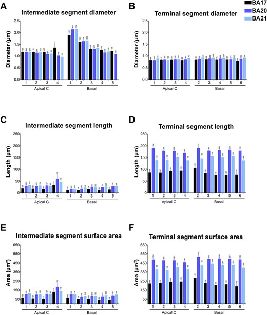 Graphs showing—per branch order—intermediate (A, C, E) versus terminal (B, D, F) segment diameters (A, B), lengths (C, D) and surface area (E, F) for apical collateral (apical C) and basal dendrites from human BA17, BA20 and BA21 cortical areas. Measurements are reported as mean ± SEM. Only dendritic segments that were complete, and thus excluding incomplete endings, were included in this analysis. Additional graphs showing intermediate and terminal segment volumes are shown in Supplementary Fig. 5D and E. The statistical significance of the differences is shown in Supplementary Table 5.