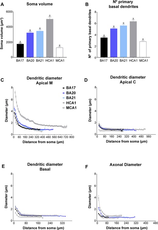 Graphs showing A) soma volume, B) the number of primary basal dendrites C) diameter distribution as a function of the distance from soma for the main apical dendrites (apical M), D) apical collateral dendrites (apical C), E) basal dendrites, and f) axon from human BA17, BA20, BA21 cortical areas, and human CA1 (HCA1) and mouse CA1 regions (MCA1). Measurements are reported as mean ± SEM. Additional graphs showing cell body cross-sectional area and surface area are shown in Supplementary Fig. 6A and B. The statistical significance of the differences is shown in Supplementary Tables 6 and 7.