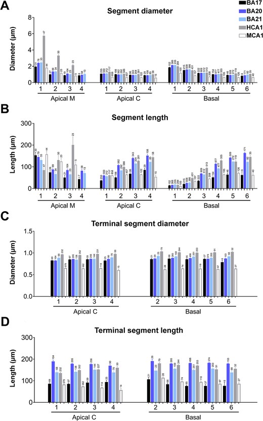 A and B) Graphs showing—per branch order—dendritic segment average A) diameter and B) length per dendritic compartment: main apical dendrite (apical M), apical collateral dendrites (apical C), and basal arbor (basal) from human BA17, BA20, BA21 cortical areas, and human CA1 (HCA1) and mouse CA1 (MCA1) regions. C and D) Graphs showing—per branch order—terminal segment C) diameter and D) length for apical C and basal dendrites from the same regions as in A and B. Measurements are reported as mean ± SEM. Only dendritic segments that were complete, and thus excluding incomplete endings, were included in this analysis. Additional related graphs are shown in Supplementary Fig. 7 and 9. The statistical significance of the differences is shown in Supplementary Tables 8 and 9.