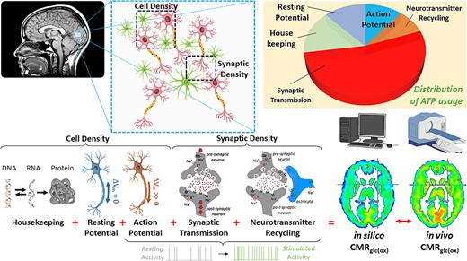 Schematic on how to build a brain energy atlas based on neuropil density, which is comprised of cellular (CellDen) and synaptic (SynDen) density (Yu et al. 2023). The brain’s CMRglc(ox) is based on various energy budget components like housekeeping needs, resting potential and action potential, synaptic transmission, neurotransmitter recycling, and calcium–ion-related costs (Yu et al. 2023). Each of these components are scaled differentially with CellDen and SynDen, and then active terms scale by firing rates. Summing all energy budget components provides the computed or in silico CMRglc(ox). By comparing these to the measured or in vivo CMRglc(ox) novel microscopic insights into the basis of brain’s metabolic heterogeneity can be gained. Our recent study on brain energy atlas based on neuropil density (Yu et al. 2023) used BigBrain, an ex vivo histology for CellDen (Amunts et al. 2013) and in vivo PET imaging of SynDen (Finnema et al. 2016). The goal of this study is to create individualized neuropil density (i.e. CellDen and SynDen on each person) such that personalized in silico CMRglc(ox) can be created and then compared with their own in vivo CMRglc(ox) as measured by calibrated fMRI (Chen et al. 2022).