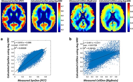 Neuropil predictions when trained on individual MRI data and high-smoothing. For the a) SynDen and b) CellDen predictions, the data from Supplementary Figure S1 were provided as inputs for the ANN model (Supplementary Figure S1). The network was trained to predict the in vivo PET SynDen reference standard (n = 30) for each of the 10 subjects with MRI data. The network was also trained to predict the ex vivo histology-based BigBrain/CellDen (n = 1) reference standard for each of the 10 subjects with MRI data. Data from 3 subjects were randomly set aside for validation purposes to prevent overfitting. The PET-measured SynDen dataset (top left, a) is compared with the ANN predictions (top right, a), and shows a high correlation (bottom, a). The ex vivo histological dataset (top left, b) is compared with the ANN predictions (top right, b), and shows a moderate correlation (bottom, b).