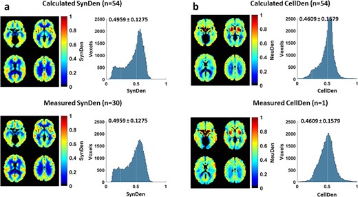 Comparison of measured and calculated neuropil density in human brain. a) Comparison of calculated SynDen (n = 54; all test subjects from ADNI) and measured SynDen (n = 30; all subjects from Finnema et al. 2016) in terms of images and histograms. Histogram of reference standard SynDen (bottom) and predicted SynDen (top) show excellent match with histogram overlap of 0.94. Average and standard deviation of SynDen shown on histogram. The reference standard was scaled so that mean SynDen is around 0.5 to facilitate ANN training, while the ANN output was normalized to match the reference standard mean and standard deviation. b) Comparison of calculated CellDen (n = 54; all test subjects from ADNI) and measured CellDen (n = 1; subject from Amunts et al. 2013) in terms of images and histograms. Histogram of reference standard CellDen (bottom) and predicted CellDen (top) show high match with histogram overlap of 0.84. Average and standard deviation of CellDen shown on histogram. The reference standard data was scaled so that average CellDen is around 0.5, with the ANN output normalized to match the reference standard mean and standard deviation.