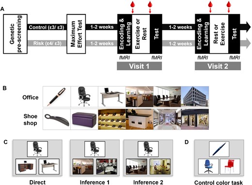 Experimental procedure. (A) Timeline of the experiment. Arrows indicate times for blood samples., (B) Two examples of sequences of images in the associative memory task. (C) Examples for the different types of trials of the test part, with increasing relational distance in the sequence from left to right. Participants had to choose between the two bottom pictures, the one belonging to the same learned sequence as the top one. (D) One example of a control color task where participants had to choose between the two bottom pictures, the one of the same color as the top one.