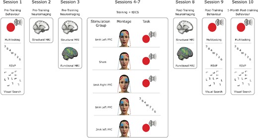 Summary of experimental protocol. Pre-training behavioral and neuroimaging sessions were followed by 4 d of combined tDCS and cognitive training according to group allocation. Four groups trained on multitasking and received either sham stimulation, 1 mA left hemisphere PFC stimulation, 1 mA right PFC stimulation, or 2 mA left PFC stimulation. Another group trained on a control training task, RSVP while receiving 1 mA left PFC stimulation. Immediately following these combined stimulation and training sessions were post-training neuroimaging and behavioral sessions. Finally, 1 month later, there was another behavioral assessment. For the full protocol including other scans and behavioral assessments beyond the scope of the current study, see Wards et al. (2023).