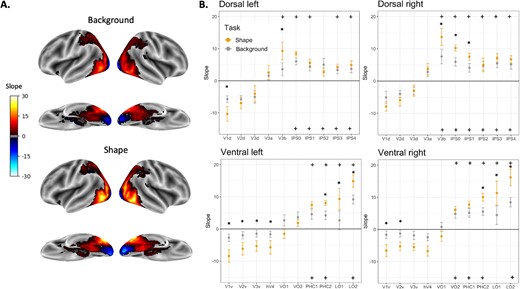 ROI analysis of the box scrambling experiment. A) The visualization displays shape sensitivity values projected onto an inflated brain from an inferior and lateral point of view for the background task (upper panel) and the shape task (lower panel). Warm colors indicate voxels that exhibit shape sensitivity, with activation intensifying as object coherence increases. Conversely, cool colors signify negative slopes i.e. a greater responsiveness to scrambled images compared to intact ones. B) Each point in the graphs shows the slope calculated for each ROI separately for each pathway and hemisphere and averaged across participants. Regions for which the slopes are significantly greater than zero are marked with a plus sign (shape task-top; background task-bottom). Significant differences between tasks are marked with asterisk. Error bars represent the standard error of the mean.